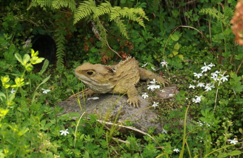 Sanctuary Mountain Maungatautari